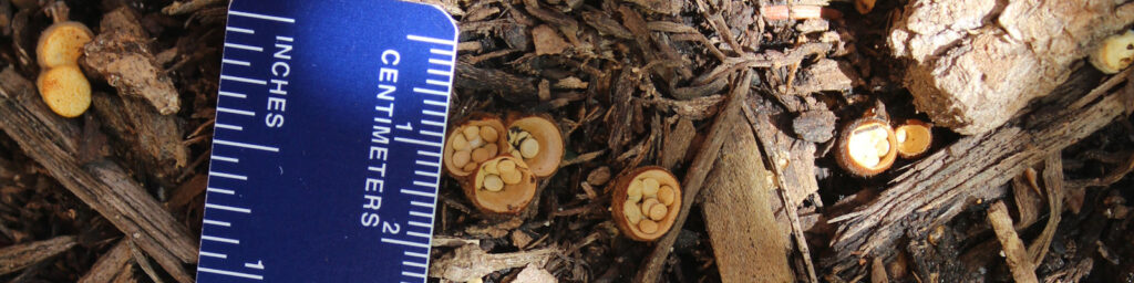 Measuring mushrooms