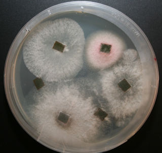 Pinky and a few ghostys emerge from Magnolia leaf tissue. ~10 days of growth on PDA