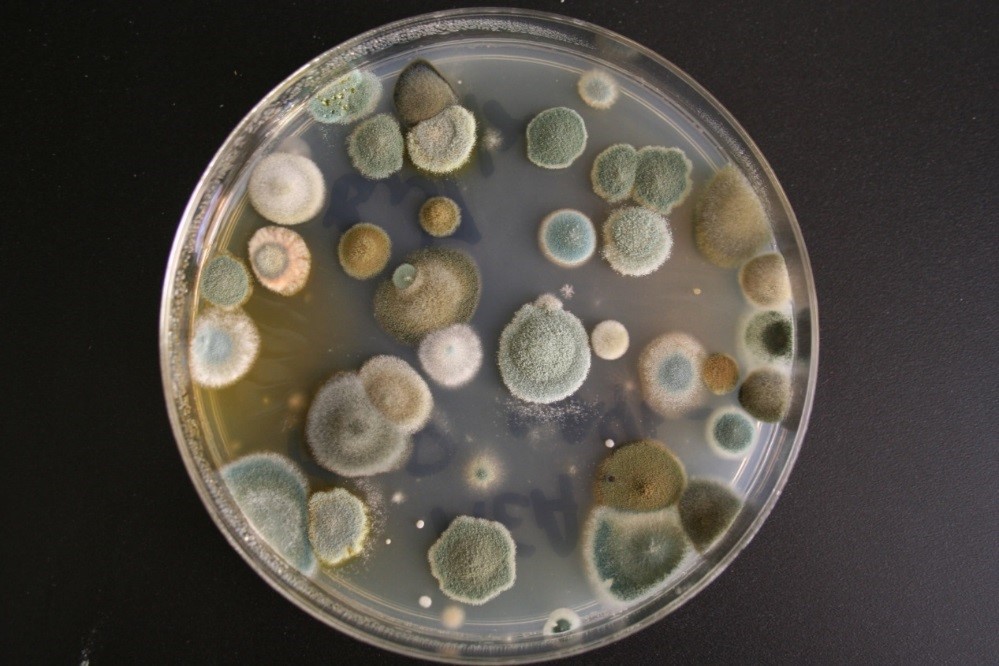 Endophyte Culture Plate
