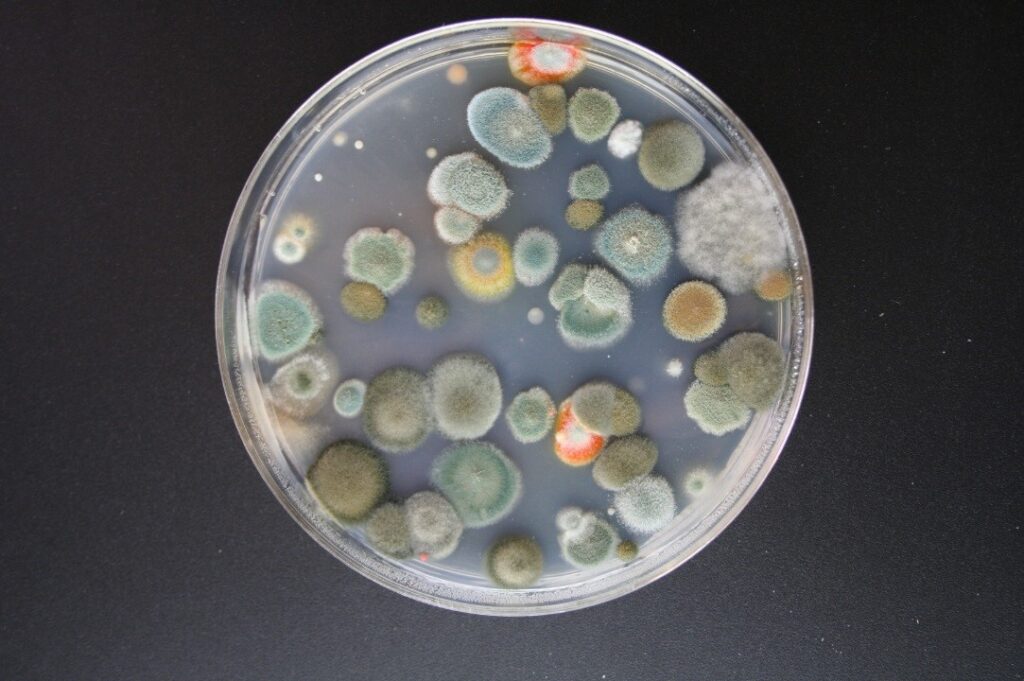 Contaminate Culture Plate