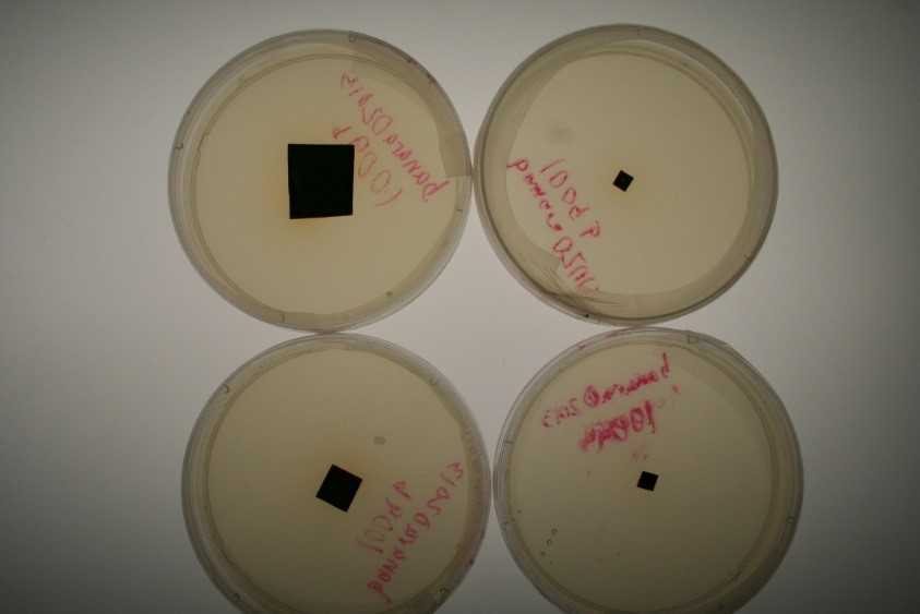Magnolia alpha leaf pieces on culture media, 2 cm2, 1 cm2 and two 0.5 cm2 tissue (counterclockwise)
