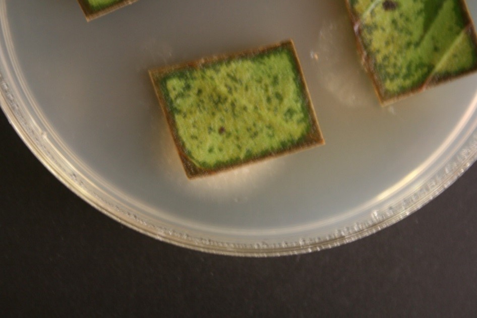 Endophytes emerge from leaf tissue after 3-4 days of incubation.
