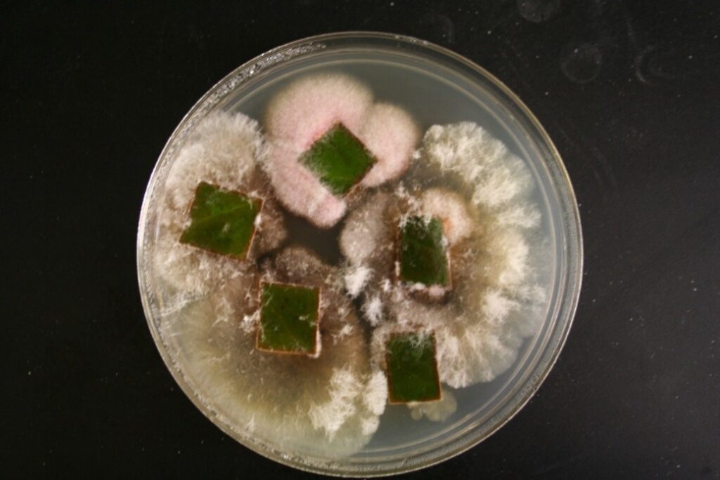 Project 2 Culture Plate
