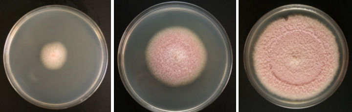 A pinky culture recovered from -70oC storage on fresh plate. Growing tips were excised onto new plates to look at growth rates and differences on different media. quirav1220130127 Pinky 4 days, 7 days, 13 days on MEA