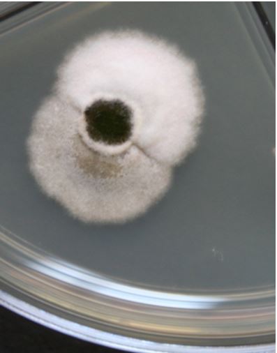 Slowop. Opaque, white slow growing endophyte, 16 days of culture